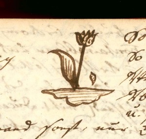 Krafft, Isaak Christian (1727-1791) Tagebuch, Tulpe 1762, AEKR 8SL 046 (Bildarchiv)_80038; 